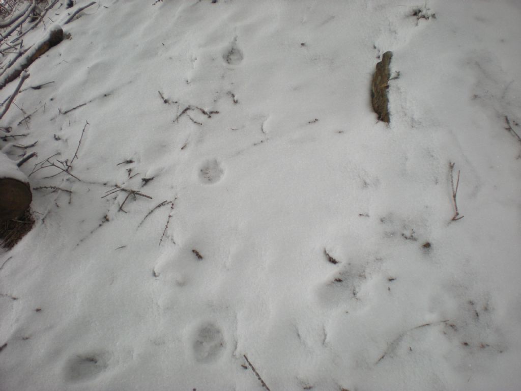 Lince nelle Alpi